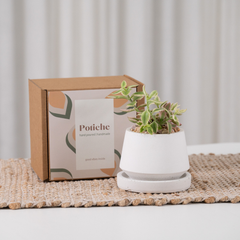 Petite Garden Petite Garden