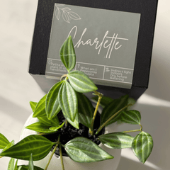 Mini Mood Booster Gift Box Mini Mood Booster Gift Box