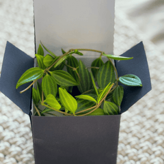 Mini Mood Booster Gift Box