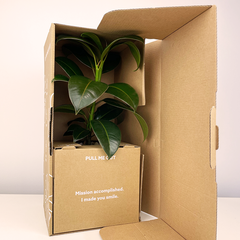 Potted Live Plant, Personalised Gift Box with Name(s) and Greeting Card