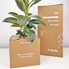 Potted Live Plant, Personalised Gift Box with Name(s) and Greeting Card