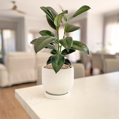 Potted Live Plant, Personalised Gift Box with Name(s) and Greeting Card