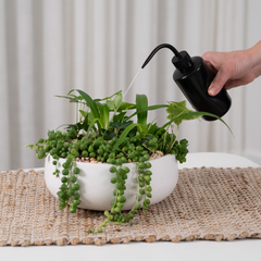 Tabletop Garden in a Personalised Gift Box