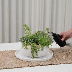 Tabletop Garden in a Personalised Gift Box