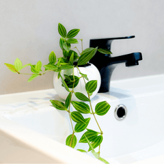 Mini Mood Booster Gift Box