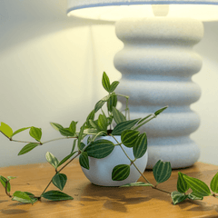 Mini Mood Booster Gift Box