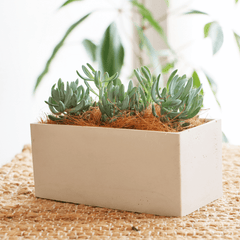 Robbie – Handcrafted Concrete Vessel