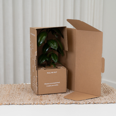 Potted Live Plant, Personalised Gift Box with Name(s) and Greeting Card