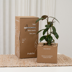 Potted Live Plant, Personalised Gift Box with Name(s) and Greeting Card