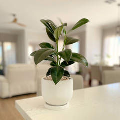 Potted Live Plant, Personalised Gift Box with Name(s) and Greeting Card