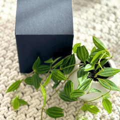 Mini Mood Booster Gift Box